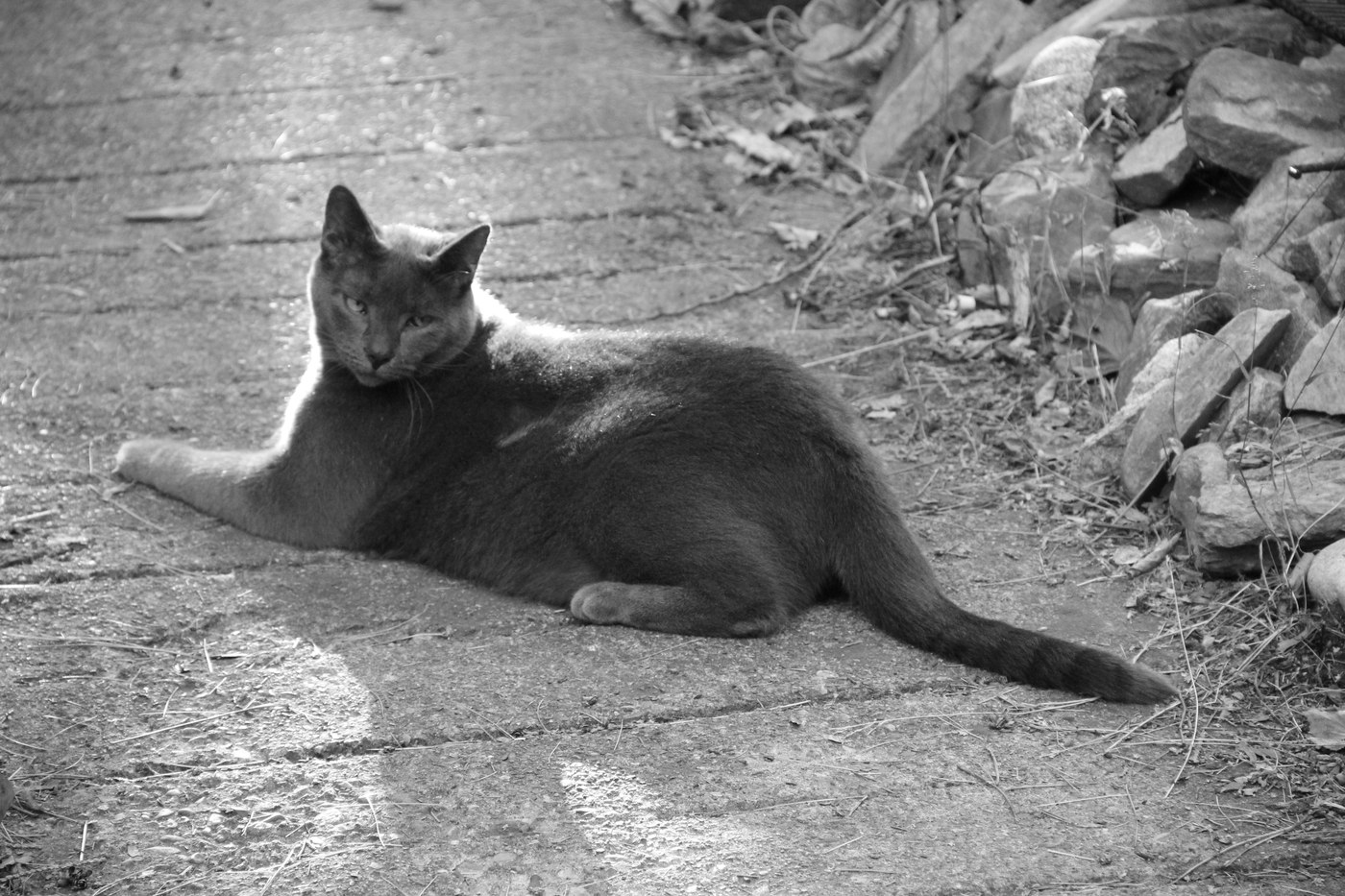 Earl Le Gris